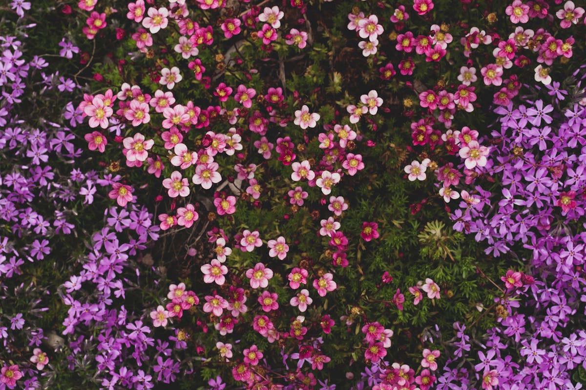 Kwiaty wieloletnie do wiejskiego ogrodu: rośliny i sadzonki